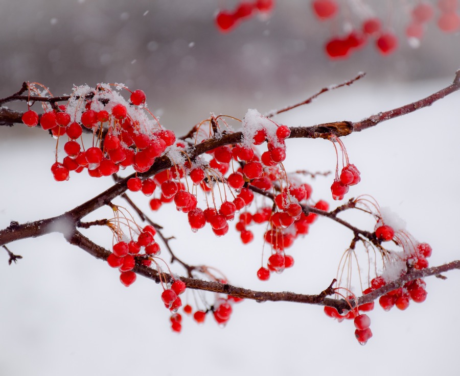Canadian Landscapes: Plants and Flowers That Survive the Winter