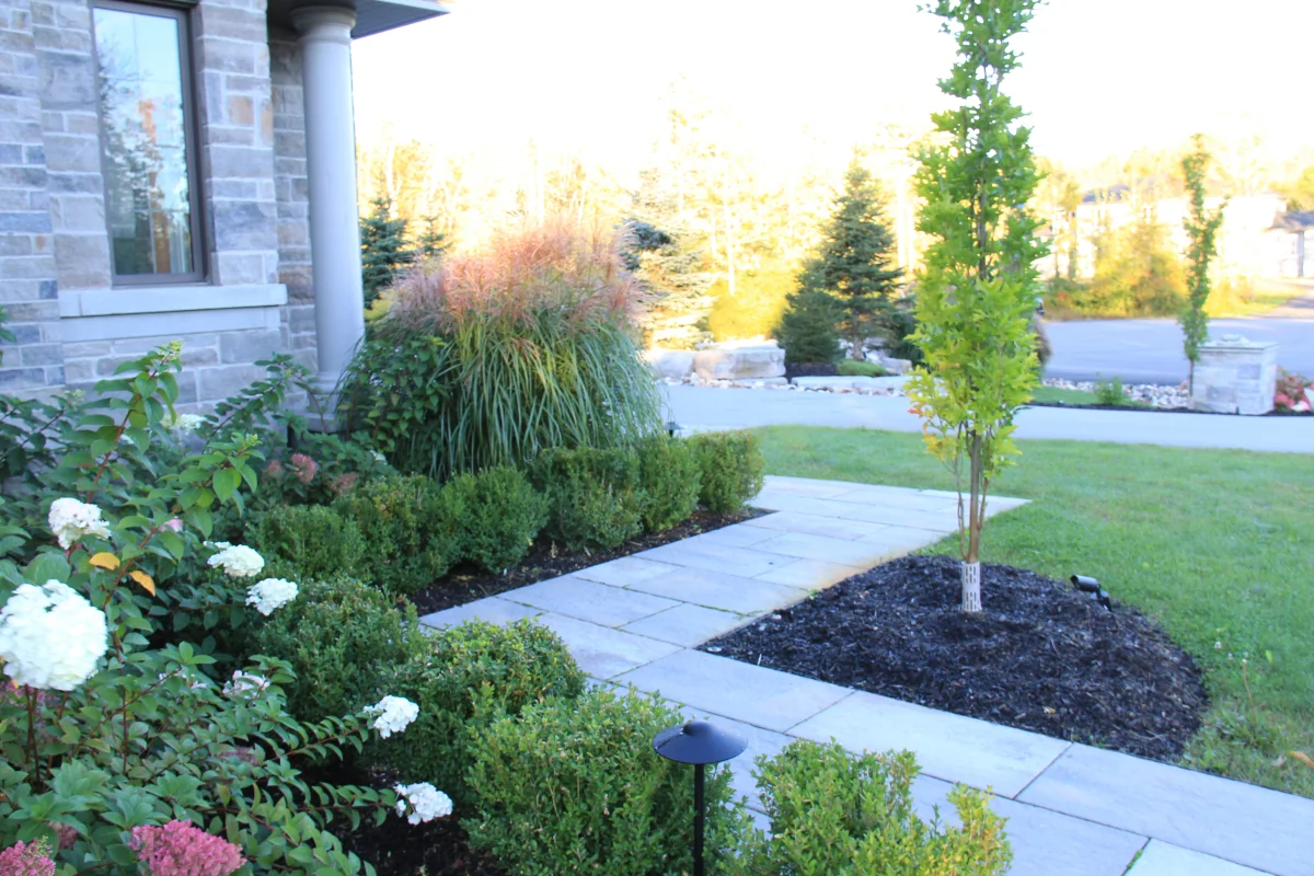 Flowering entrance garden and natural-stone path — Osmond Daly archive photograph IMG_7134