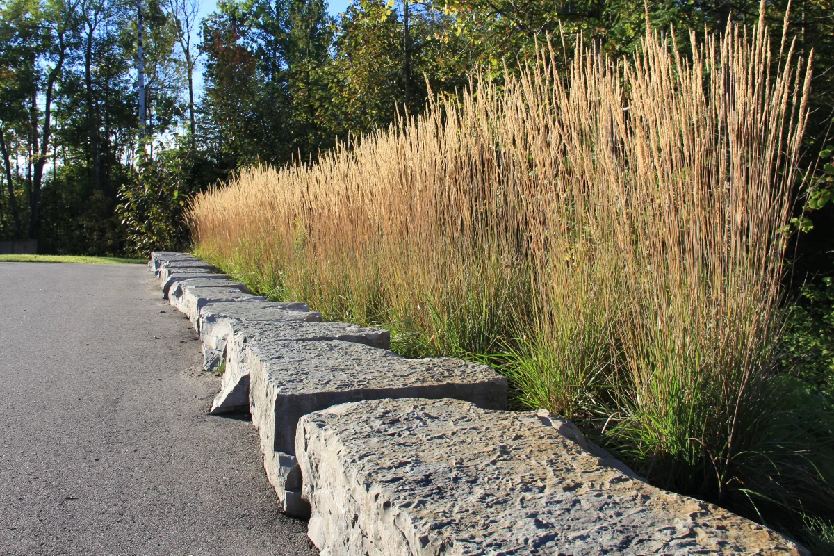 Ornamental grass border with boulder retaining edge — Osmond Daly archive photograph IMG_7165