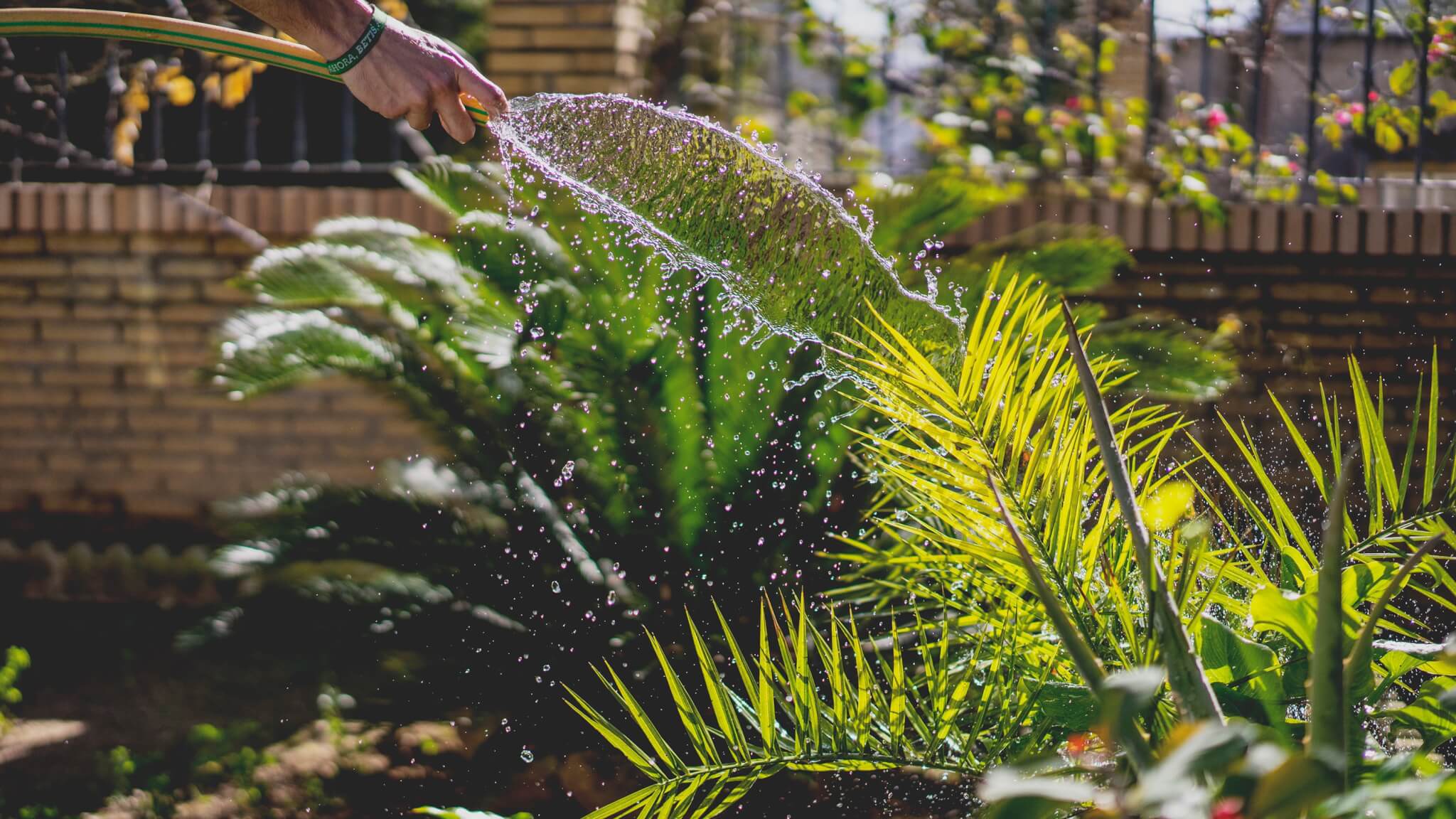 A gardening hose spraying water over a garden on a beautiful summer day.