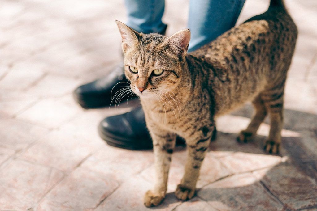 Bengal cat standing on interlocked concrete walkway.