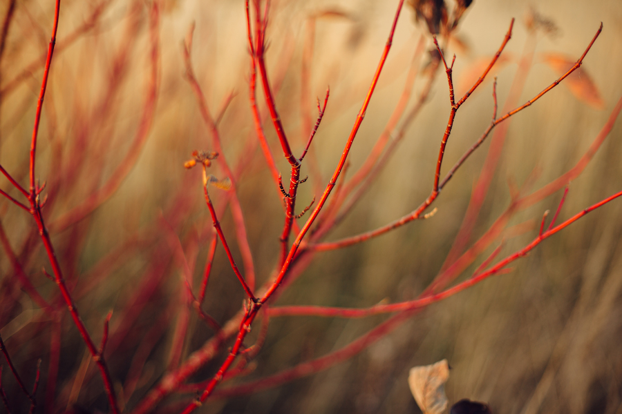 Plants and Flowers That Can Withstand Canadian Winters