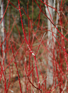 Red Twig Dogwood Image