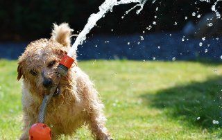 A dog helps out with lawn care, playing with a spraying hose.