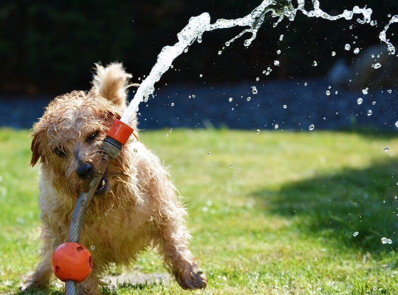 A dog helps out with lawn care, playing with a spraying hose.