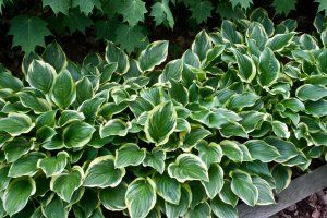 Hosta Image