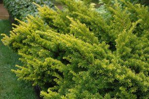 Japanese Yew Plant Image