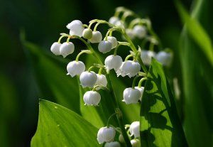 Lily-of-the-Valley Image