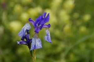 Siberian Iris Schwertlilie Image