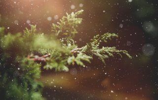 close up photo of Douglas Fir while snowing