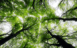 ground-up view of trees overhead