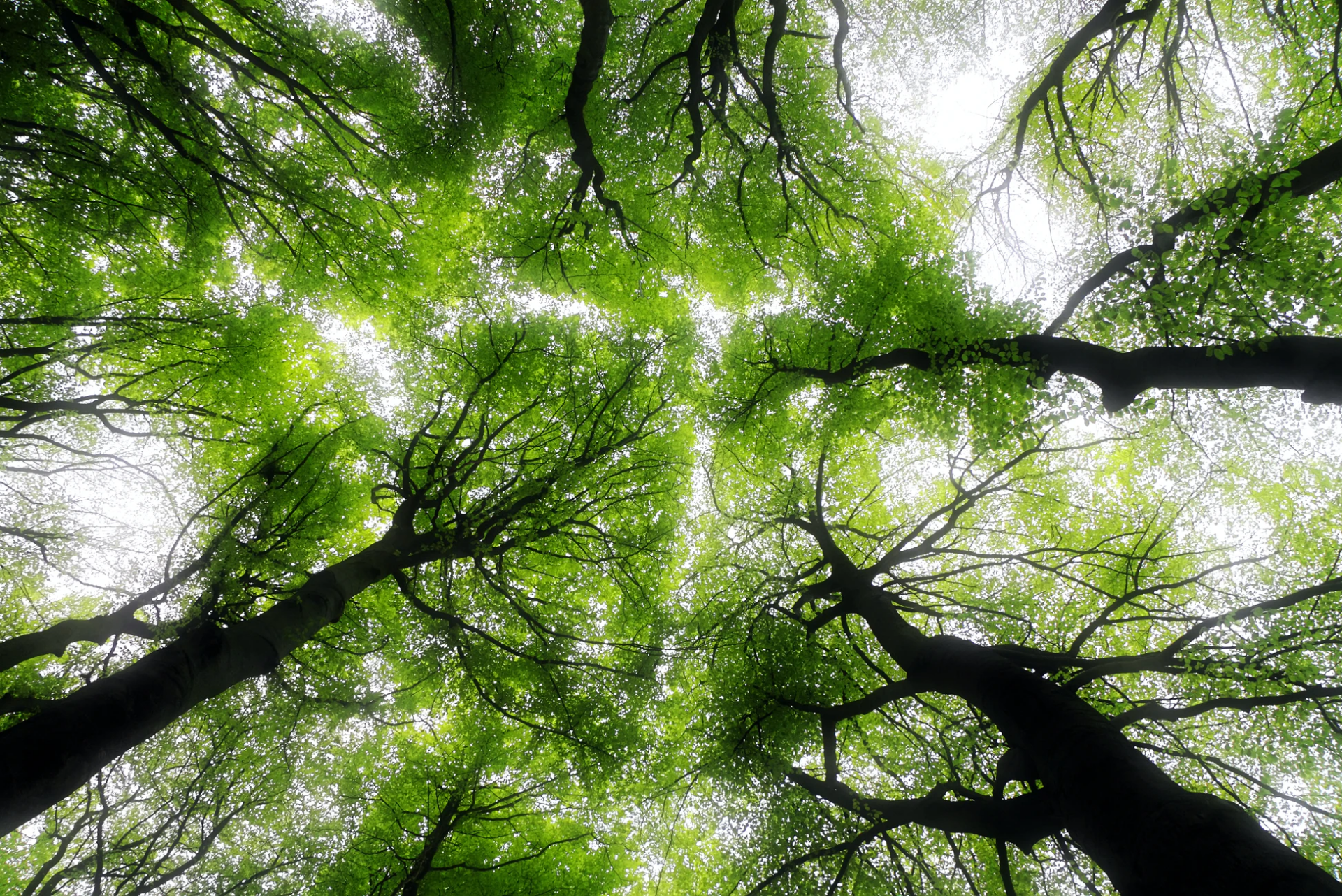 ground-up view of trees overhead