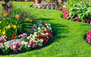 Landscape with colourful flowers and green grass