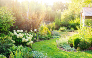 summer private garden with blooming Hydrangea Annabelle. Curvy lawn edge, beautiful pathway. Landscape design in English cottage style.