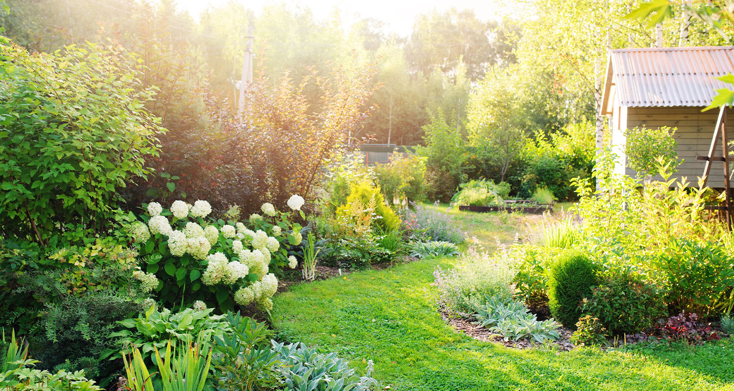 summer private garden with blooming Hydrangea Annabelle. Curvy lawn edge, beautiful pathway. Landscape design in English cottage style.