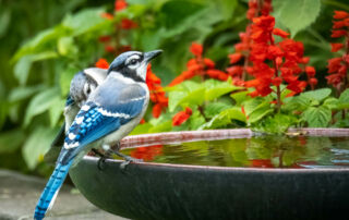 Blue Jay perched on the birdbath edge in a beautiful garden