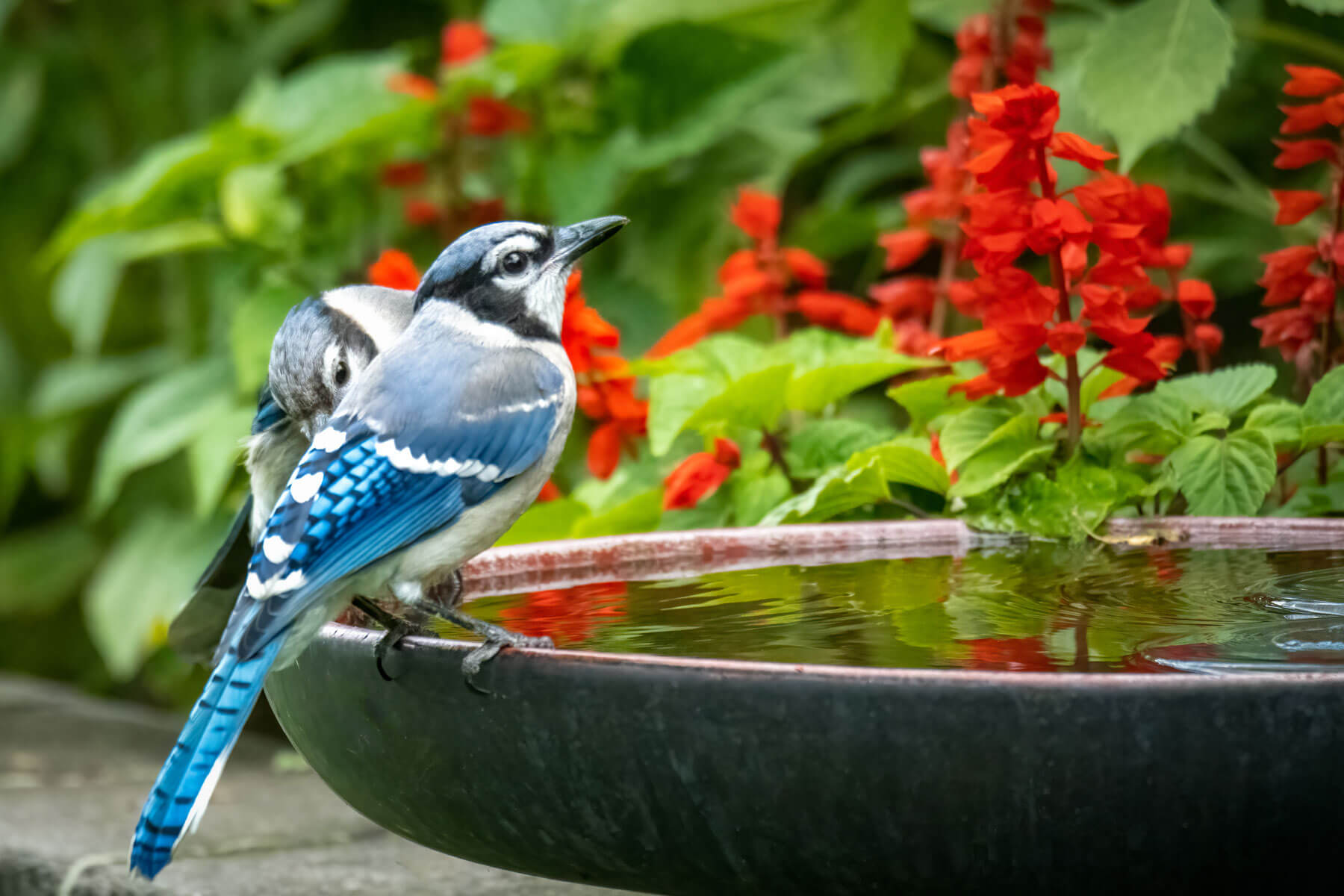 Blue Jay perched on the birdbath edge in a beautiful garden