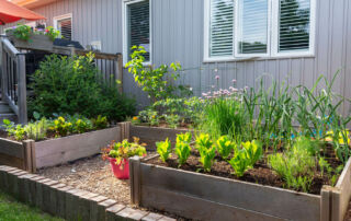 Vegatable Garden in gardne boxes near the main balcony and house