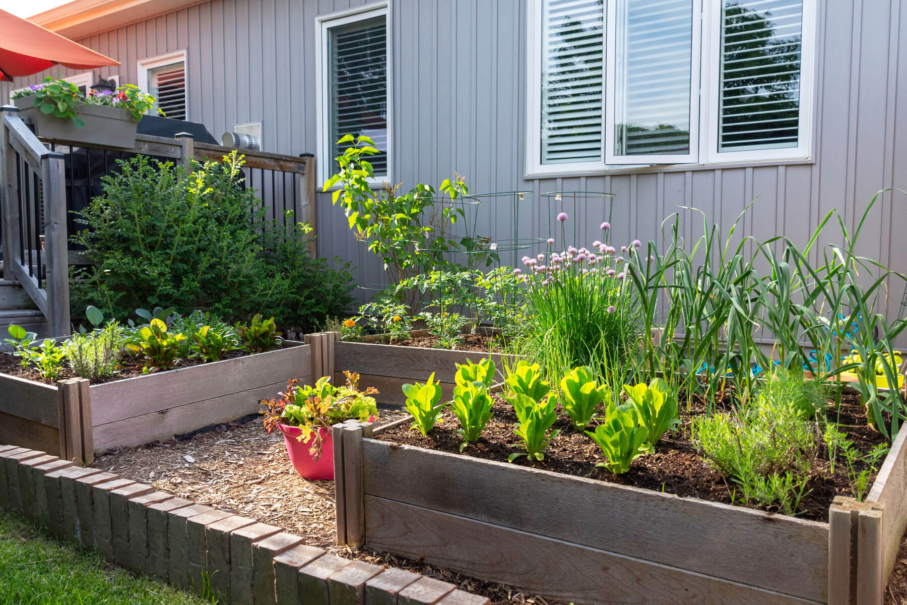 Vegatable Garden in gardne boxes near the main balcony and house