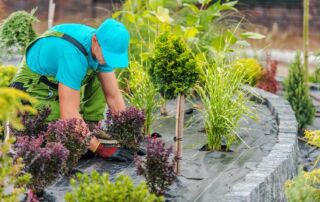 Beautiful landscaping